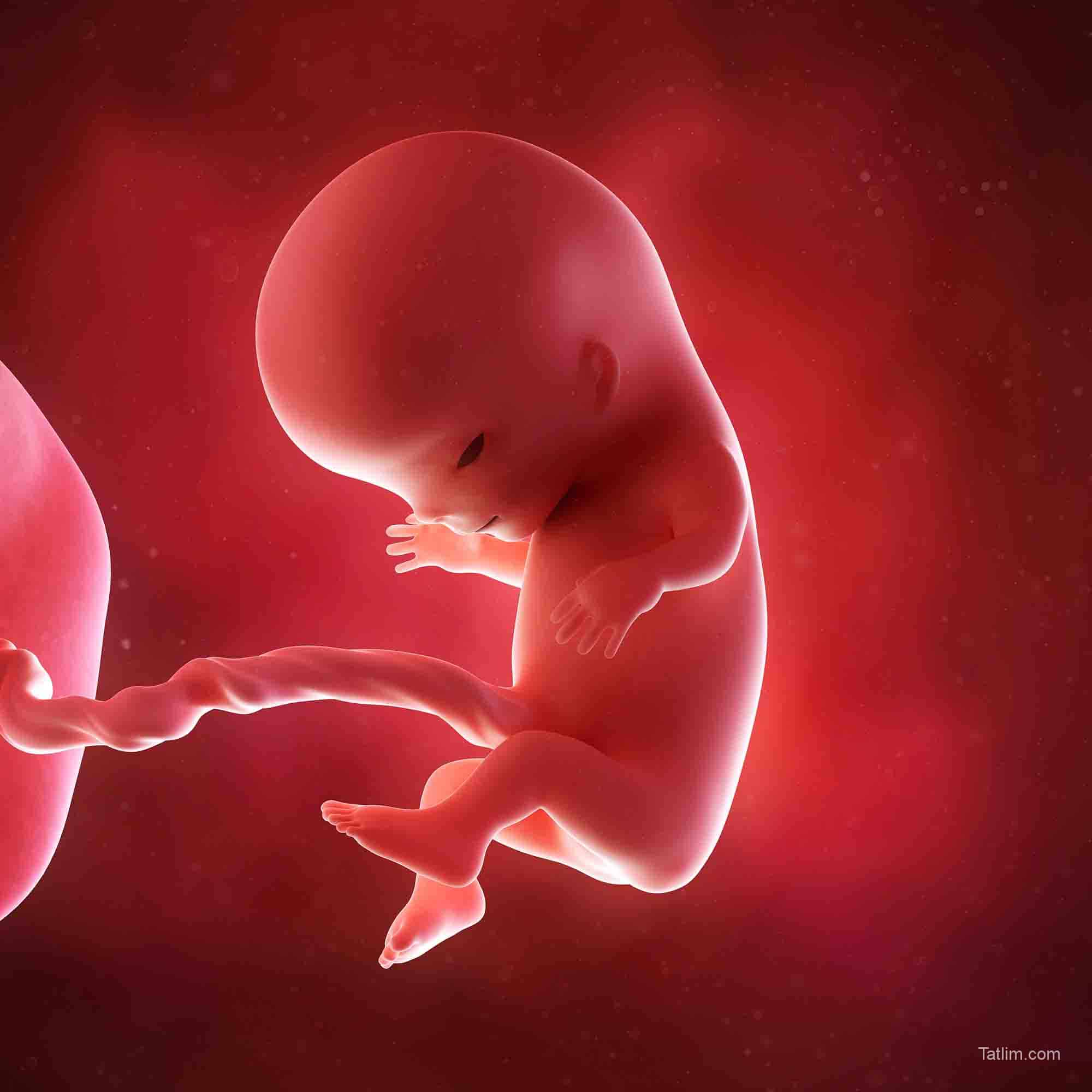 На 11 неделе тянет. Эмбрион на 11 неделе беременности. Ребёнок 11 недель беременности эмбрион. Плод на 11 акушерской неделе беременности. Плод на 11-12 неделе беременности.
