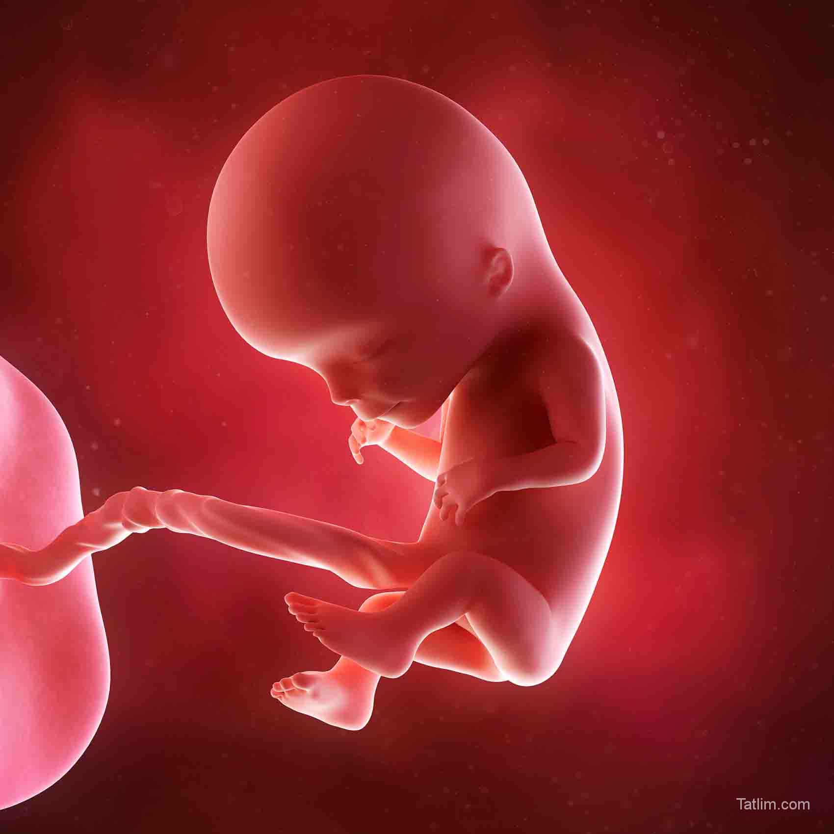 11 неделя 3 дня. Эмбрион на 11 неделе беременности. Плод ребенка на 12 неделе беременности. Плод на 11-12 неделе беременности.